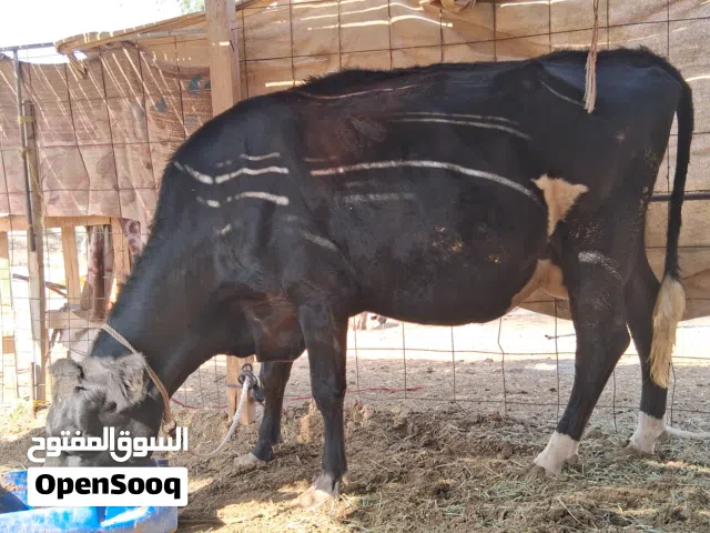 أبقار حليب طيبات للبيع وتيوس وكباشه فحول أو لحم فوق الطيبات وسعر مناسب