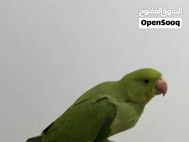 متوه اليفة وتقبل الغر (درة الهندية)