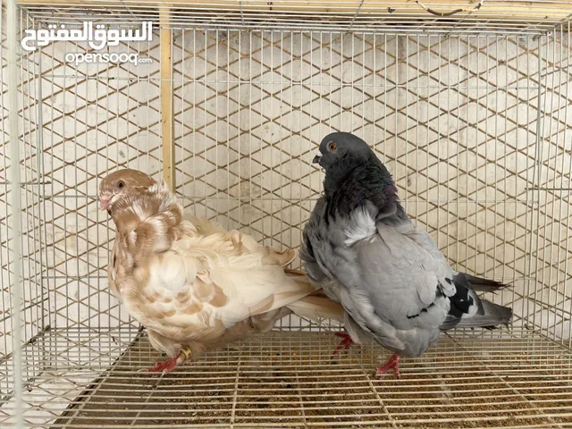 للبيع حمام كشكي