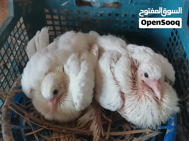 حمام هندي زوجين ويه افراخهن