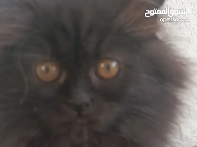 قطط شيرازي اصلي العمر 4 اشهر