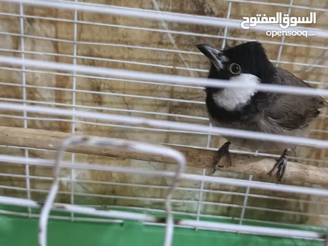 بلبل اليف طينه تغريد حلو مال دياله يتعارك ويه اليد سعرا 80الف