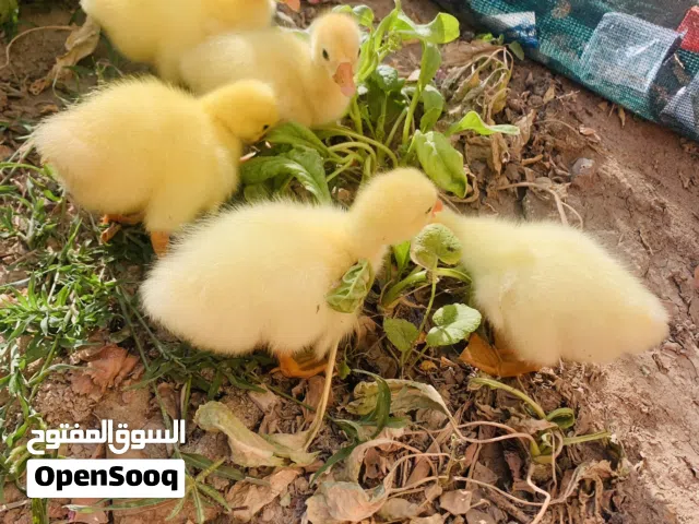 بطوط كوبرا حلوات نشطات العدد 5 سعر الوحده 10 الاف مكاني بصره شط ألعرب الكباسي