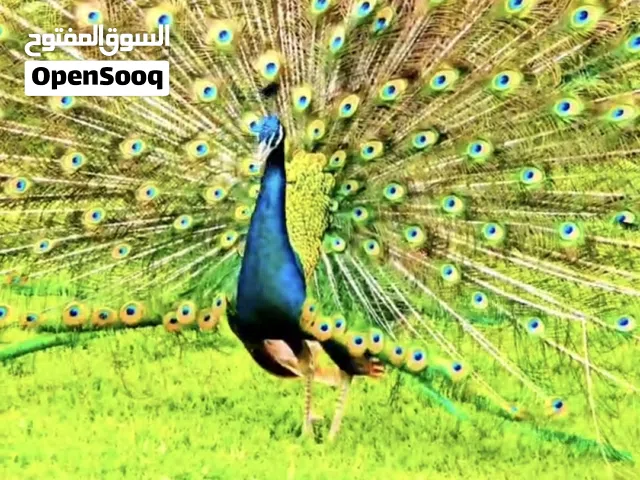 6 طواويس  هندية لون الازراق النادر للبيع وبسعر مناسب اقرى الوصف زين