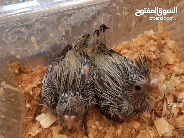 فروخ كوكتيل ترويض حنشي