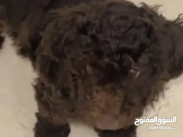 جراو پودل )