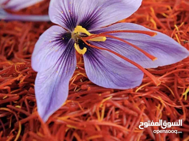 Premium grade saffron زعفران إیرانی من الدرجة الأولی
