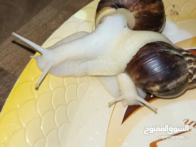 زوج حلزونات افريقي بالغات على وجه بياض (للبيع) فول صحه أن شاء الله على وجه بياض
