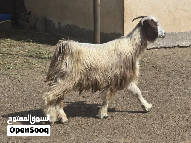 تيس عماني مخصي مكمل حول عمره تقريبا سنتين