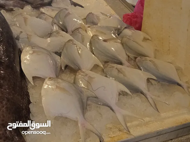 بيع سمك ظازج