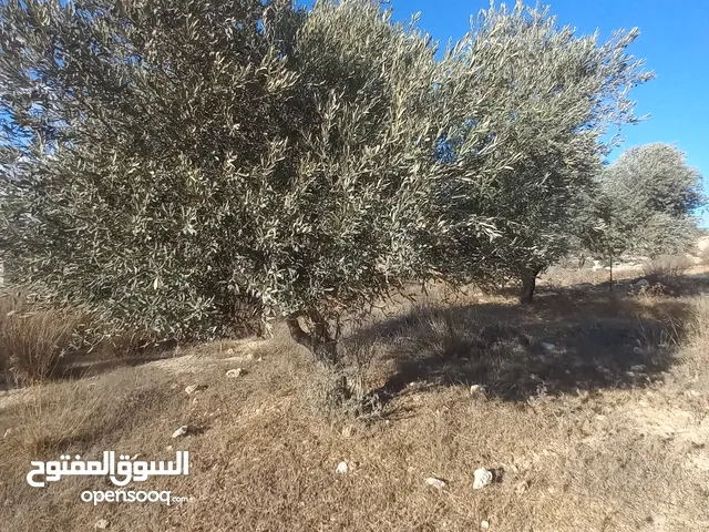 أرض للبيع للبناء مساحة 670 متر مربع مرتفعة ومطلة وقريبة من جامعة بير زيت