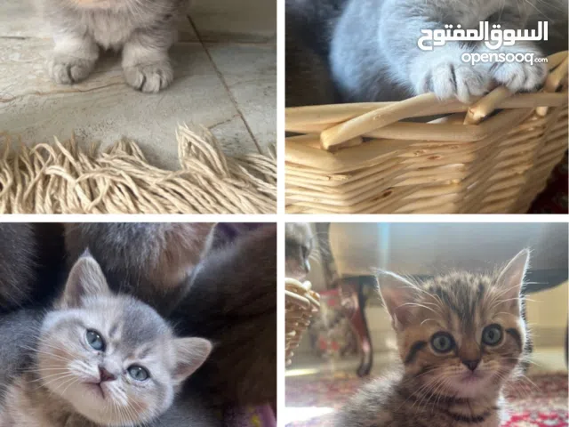 قطط جميله للبيع