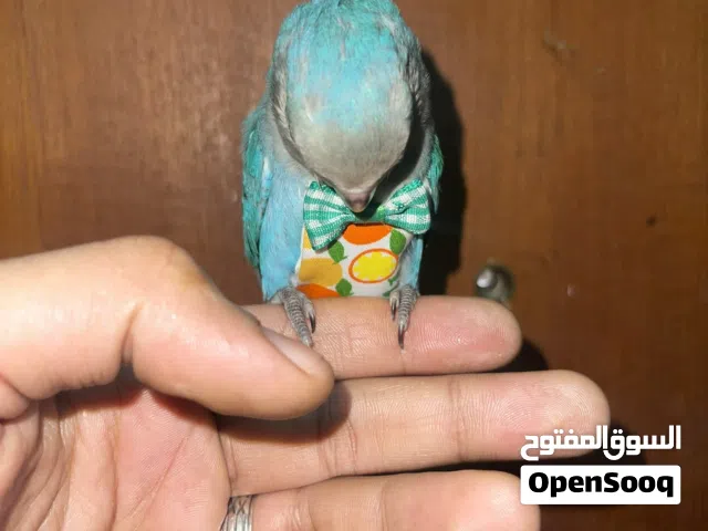 بغبغاء روز مميز ربوه مع القفص والأكل
