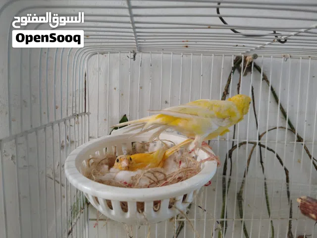 جوز كنار مع فرخين نخب