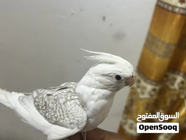 كوكتيل نثيه النوع انكليزي الصلي