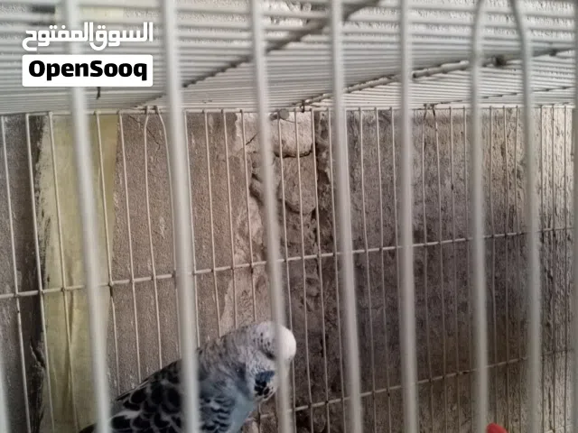 كوبيه بسم الله مشاء الله تحتها تلاته فروخ للاستفسار