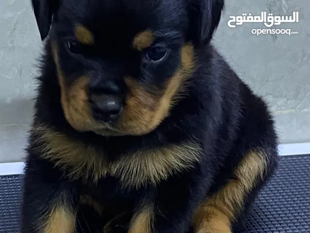روت وايلر بدقري