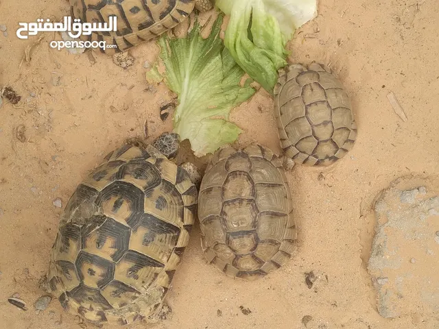 سلاحف للبيع