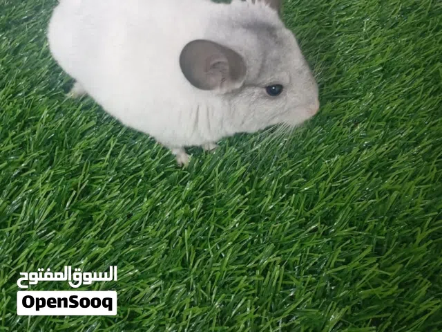 شينشلا Chinchilla