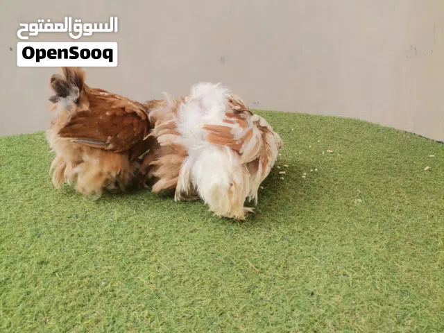 السلام عليكم متوفر زوز كوبيات