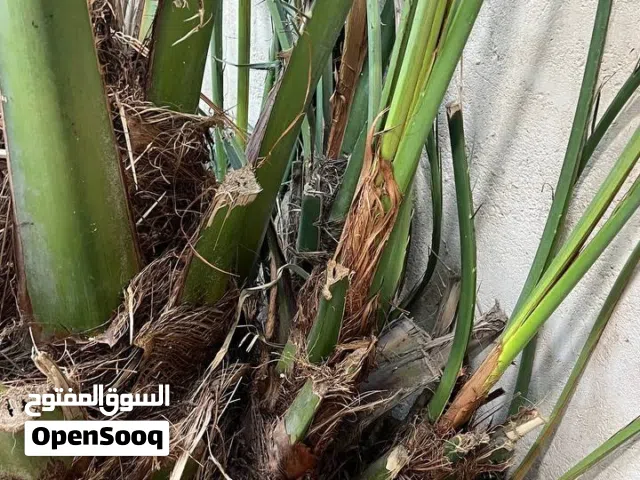 فروخ نخله برحيه مثمرة  بسعار مناسبه