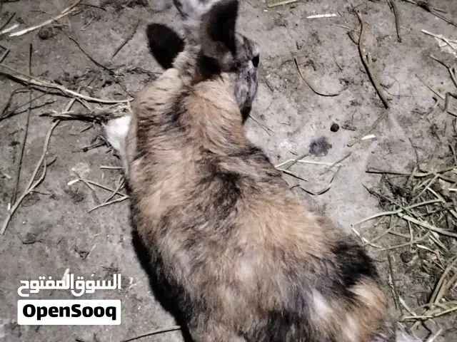 ارنبه هارلي كوين