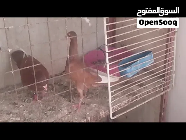 جووووز ملاااااحي