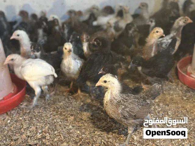 عتوق  عمر شهر ونص العنوان خلة فرجان