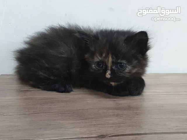 قطط صغيره شيرازي امريكي للبيع