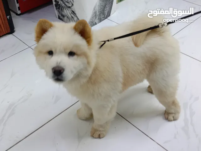 chow chow puppy available