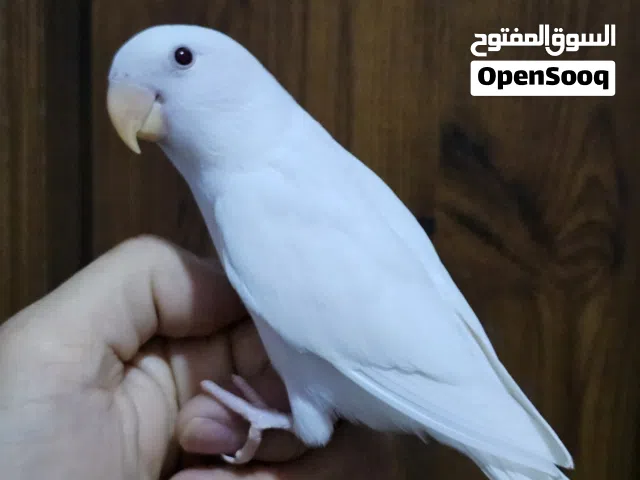 لوفبيرد ربوة ولوفبيرد نهاية عس