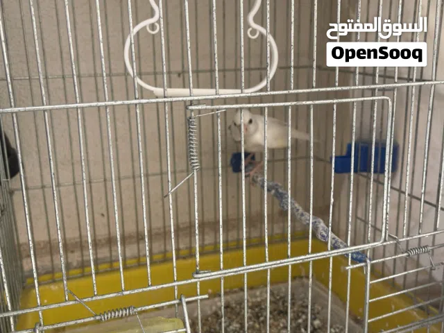 ذكر كناري ابيضّ