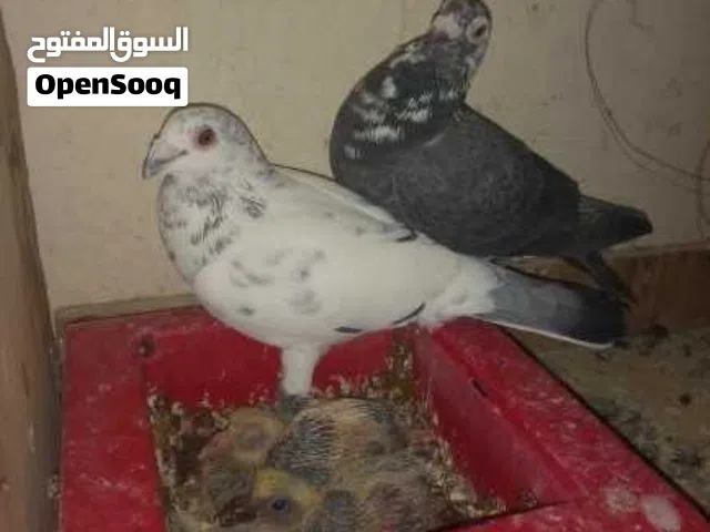 جوز حمام نضاف ميه ميه