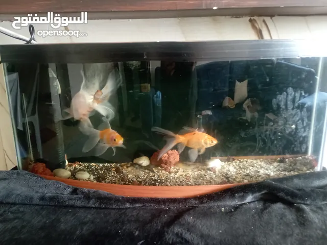حوض سمك مع السمك اقرا الوصف
