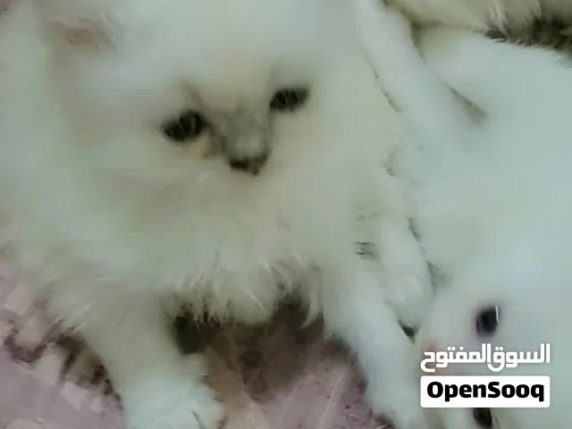 قطط لي بيع عرض حلوه الون اشكل تجنان