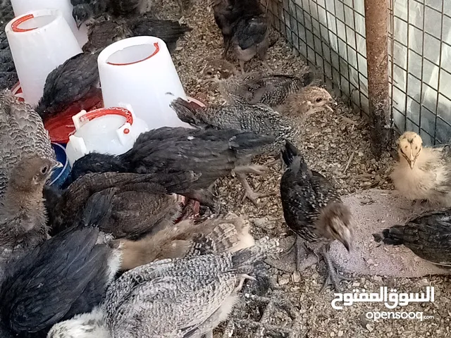 صوص عمر 40 يوم 1.5