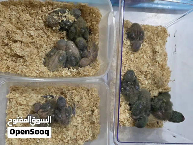 فيشر فروخ للبيع