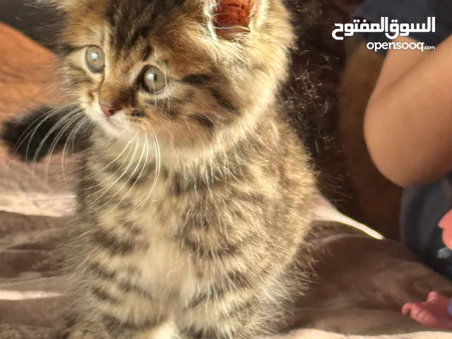 قطط لوجه الله قطتان