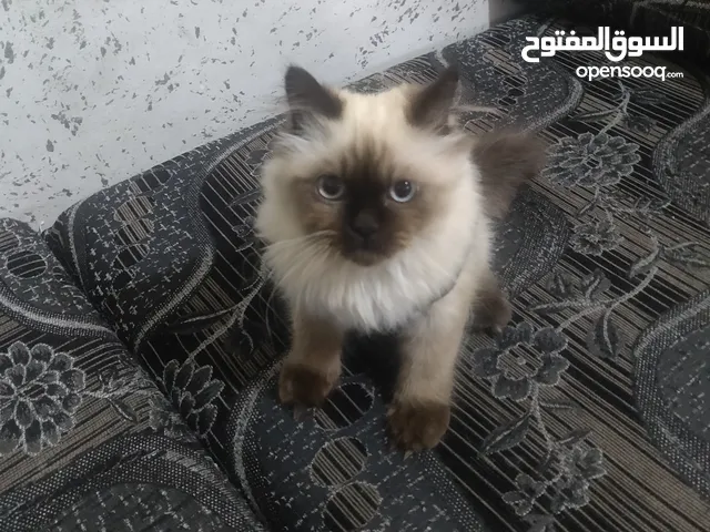 أقل سعر بسوق قط همالايا شوكليت بيور معو دفتر المطاعيم