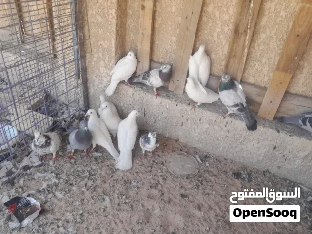 حمام زواجل للبيع شوف وصف