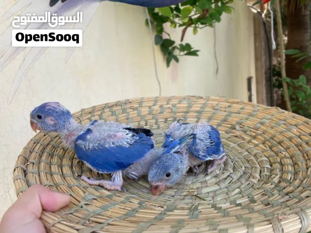 فروخ ببغاء الدره بيبي متو لمحبين التمميز والذوق العالي انتاج البحرين للتوضيح نفي الصوره فوق اصيرون