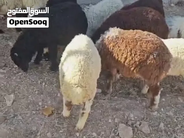 السلام عليكم متاح 12خرفان للبيع تعال نقي الي بدك اياه ب1 165 اعمارهم 4اشهر ونص