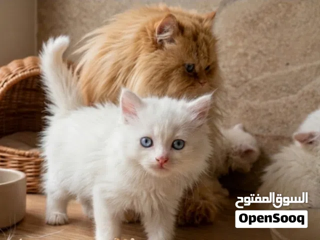 قطط صغار كيتن شيرازي  العدد اربعه