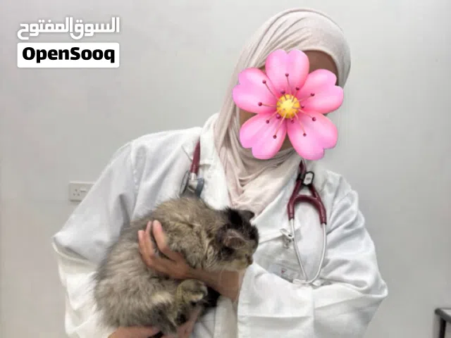 قطة شيرازية