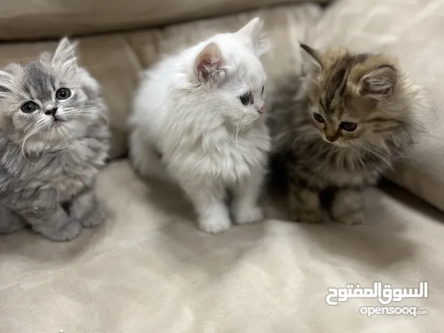قطط كيتن قزم للبيع العمر شهرين قمه فالنضافه لعوبات ومتعودات عكلشي