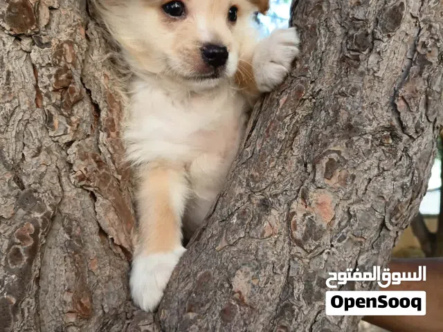 جرو للبيع عمر شهرين صحتو ممتازه الحمد لله
