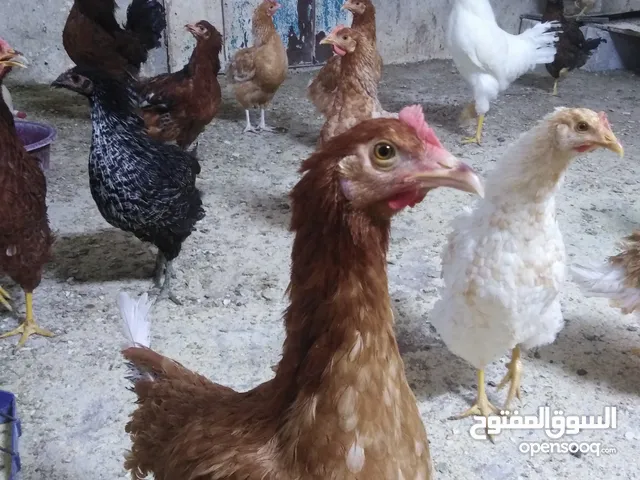 فقاسة 700بيضه للبيع الحصن