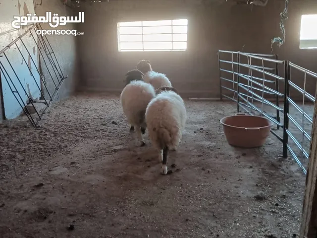 خرفان اضاحي للبيع