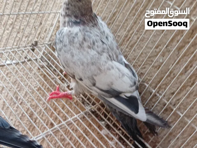 4 حبات حمام ومعاهم حبة هدية