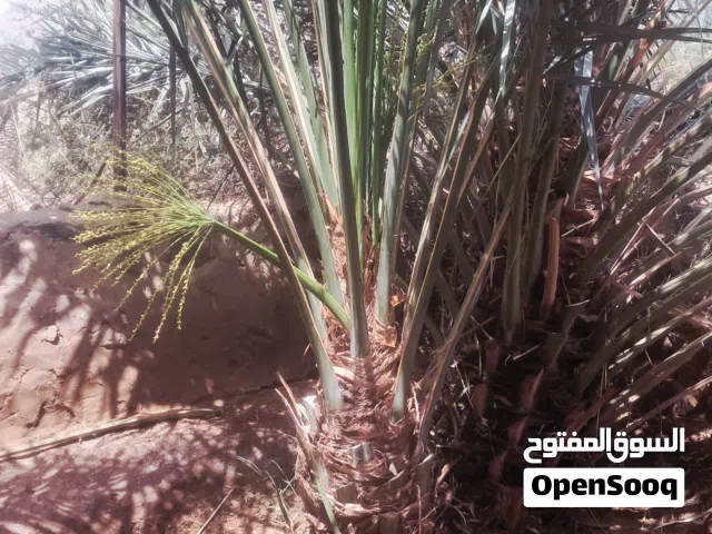 نخل عربي  طيب